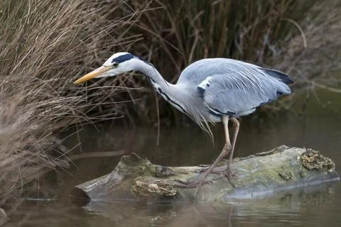 Heron has spotted something Stock Photos