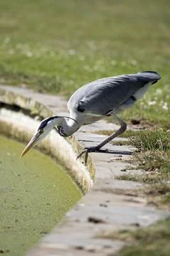 Heron has spotted something Fotos Stock