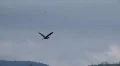 heron hovers in wind HD Footage