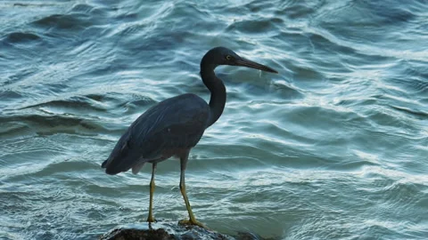 Heron on the hunt, background of the sea Stock Footage 224701444