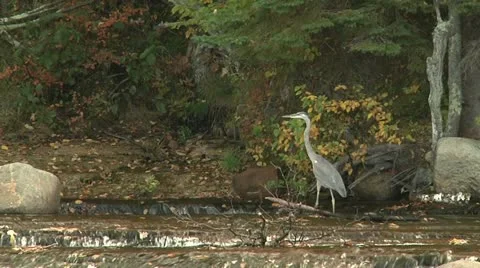 Heron on the hunt Stock Footage 12265474