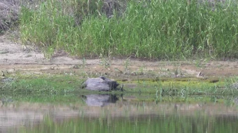 Heron hunting for fish. Stock-Footage 64319786
