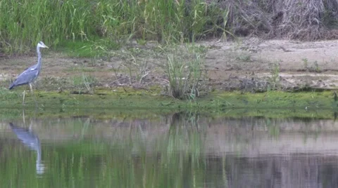 Heron hunting for fish. Stock-Footage 64325409