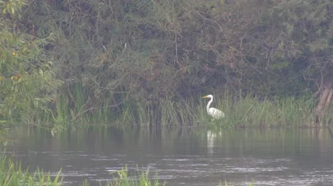 Heron hunting for fish. Stock-Footage 67962291