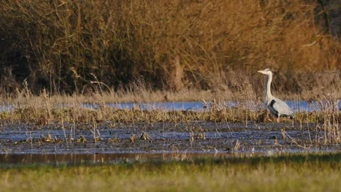 Heron hunting for fish.  Stock Footage 74019692