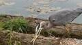Heron Hunting HD Footage