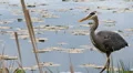 Heron Hunting HD Footage