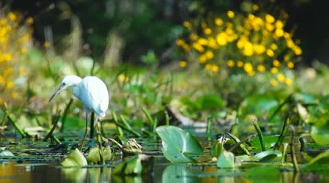 Heron Hunting Vídeo Stock 12576360