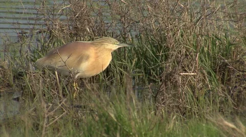 Heron Hunting in the Shallows. Stock-Footage 42152476