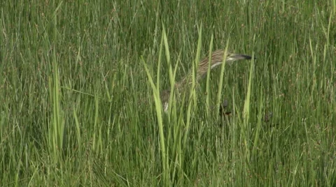 Heron Hunting in the Shallows. Stock Footage 42153142