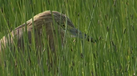 Heron Hunting in the Shallows. Stock Footage 42153173