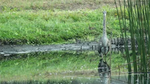 Heron Hunting Taking Off 库存影片 12147369