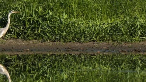 Heron hunts Stock Footage 111996361