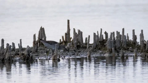 Heron hunts Stock Footage 121748560