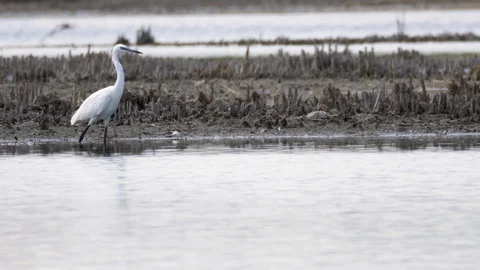 Heron hunts Stock Footage 121749782