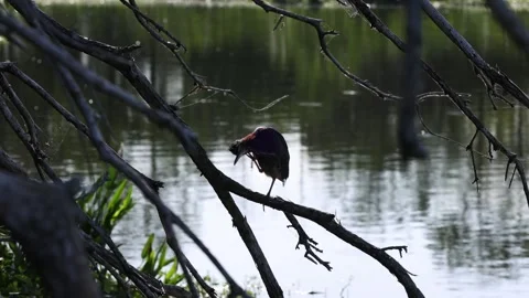 Heron Itches itself within the long branches Stock Footage 307302997