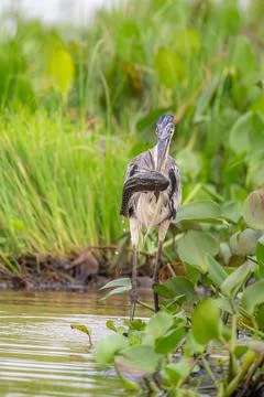 Heron with its catch Stock Photos