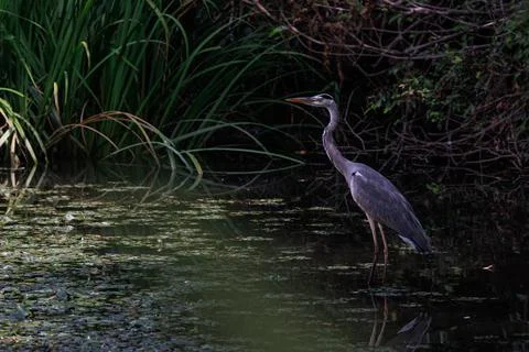 Heron in Japan Stock Photos