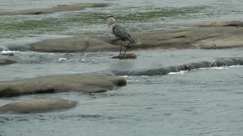 Heron jumping from one rock to another in rocky stream - hd - 1920x1080 Stock Footage 11060030