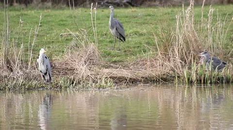 Heron jumps over to scare another heron Stock Footage 41582468