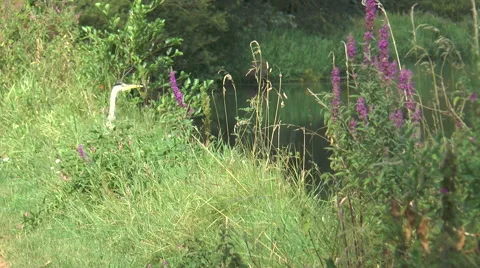 Heron on Kennet 50 Video stock 40689141