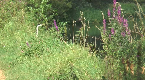 Heron on Kennet taking off 01 Stock Footage 40688321