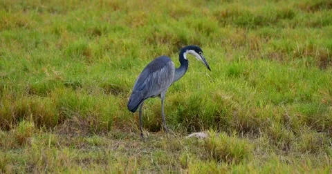 Heron Kills a Rabbit Stock Footage 60382662