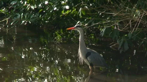 Heron on the lake Stock Footage 68395
