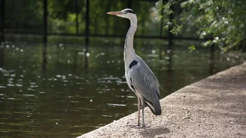 Heron at the lake Stock Footage 77487483