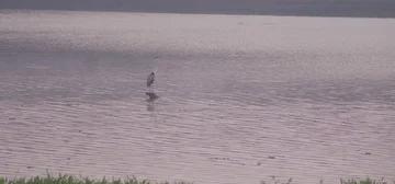 Heron on the lake Stock Footage 85861887