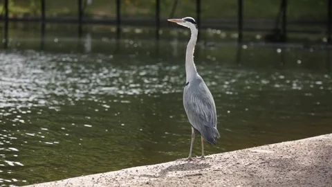 Heron at the lake - standing Stock Footage 77485191