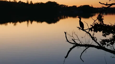Heron on the lake at sunset Stock Footage