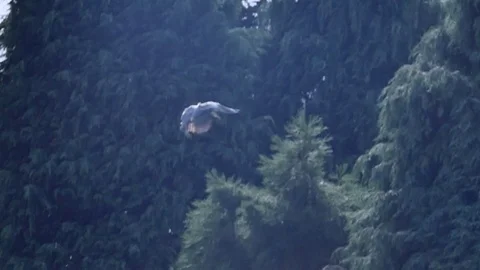 Heron landing on a tree in slow motion Stock Footage 80626721
