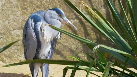 Heron looking up after cleaning feathers Stock Footage 114590005