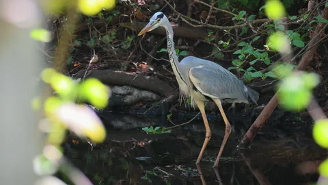 Heron looking for fish with foliage foreground Video stock 306956773
