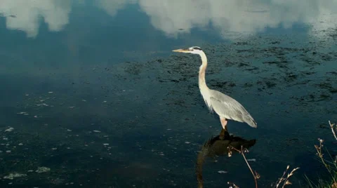 Heron looking for a fish in the shallows Stock Footage 32785931