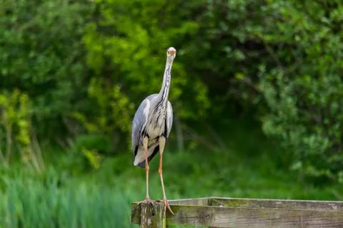 Heron Looking Forward Stock Photos