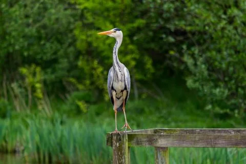 Heron Looking To The Side Stock Photos