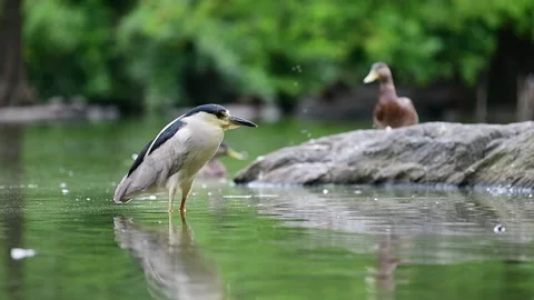 Heron Mallard Stock Footage 148958880