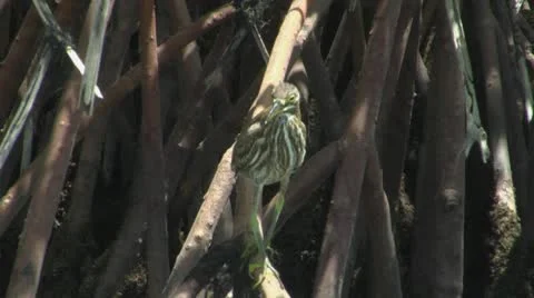 Heron in mangrove roots Stock Footage 10715913