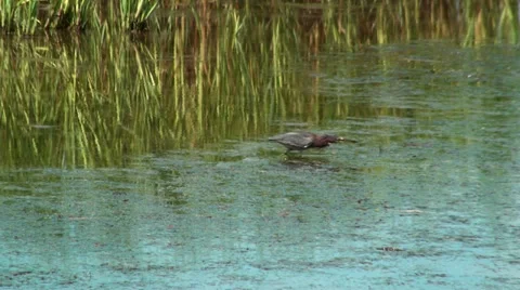 Heron in the marsh Stock Footage 36267105
