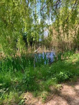 Heron in a Marsh Foto stock