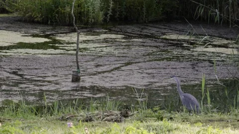 Heron in marshland Stock-Footage 133540417