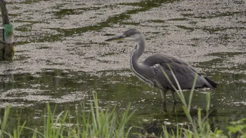 Heron in marshland Stock-Footage 133540418