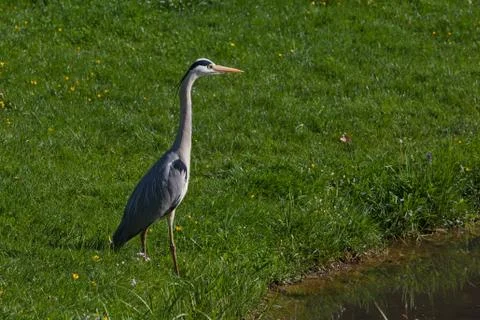Heron on a meadow Stock Photos