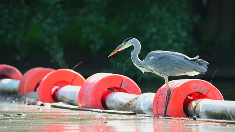 Heron missing to catch a fish twice in a row, side view Video stock 315152111