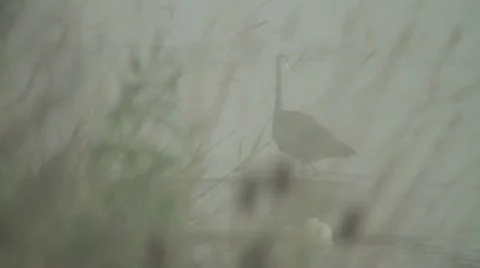 Heron in the Mist Vidéo 11819927