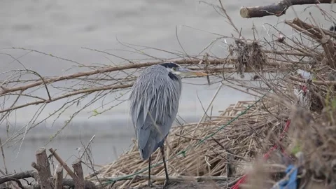 Heron on the Narrows. 스톡 동영상 232173282