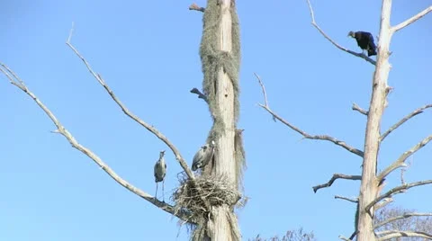 Heron nest and buzzards Stock Footage 10815635