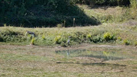 Heron next to a pond Stock Footage 96018368